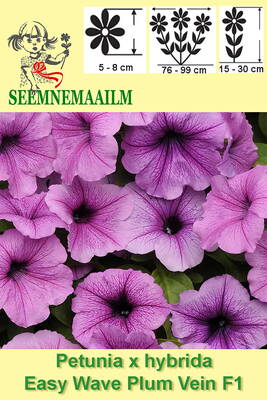 Petuunia ampelne "Easy Wave Plum Vein" F1 (Surfiinia)