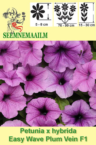 Petunia "Easy Wave Plum Vein" F1