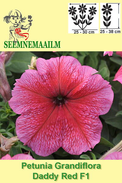 Petunia "Supercascade Daddy Red" F1