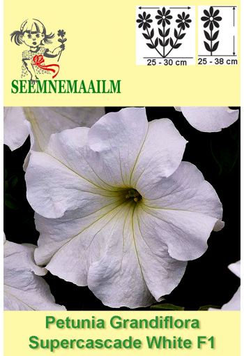 Petunia "Supercascade White" F1