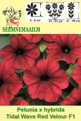 Spreading petunia "Tidal Wave Red Velour" F1