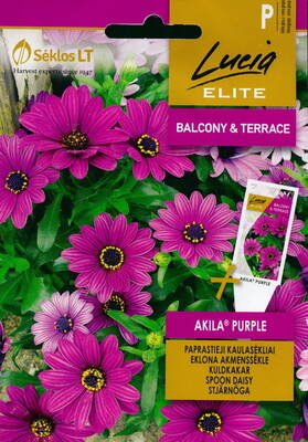 Spoon daisy "Akila Purple" (daisybush)