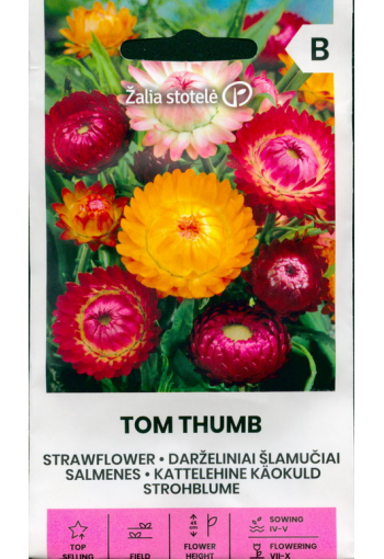 Bracted strawflower "Tom Thumb" (paper daisy)