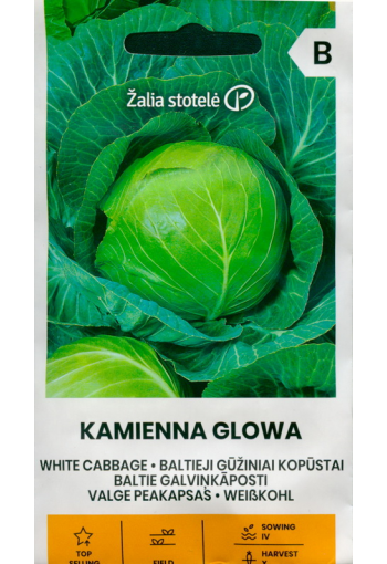 White Cabbage "Kamienna Glowa"