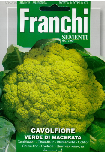 Cauliflower "Verde di Macerata"