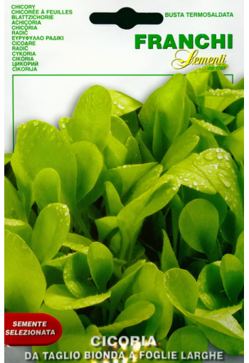 Lehti-salaattisikuri "Da Taglio Bionda a foglie larghe" (escariol)