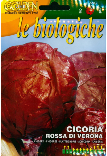Chicory salat "Rossa di Verona" (Radiccio)