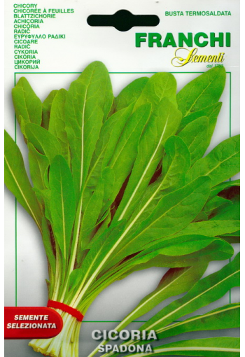 Leaf chicory "Spadona" (escarole)
