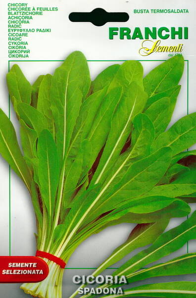 Blatt-Chicorée „Spadona“ (Escarole)