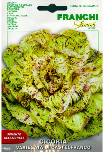 Chicory "Variegata di Castelfranco" (escarole)