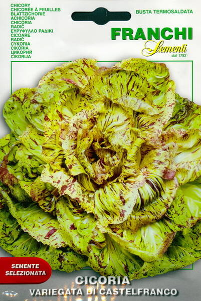 Chicory "Variegata di Castelfranco" (escarole)