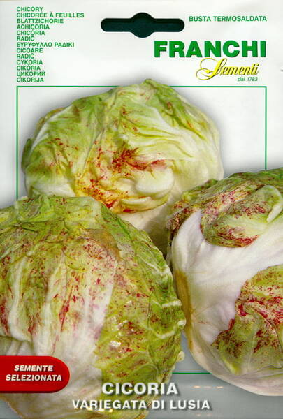 Salade de chicorée "Variegata di Lusia"