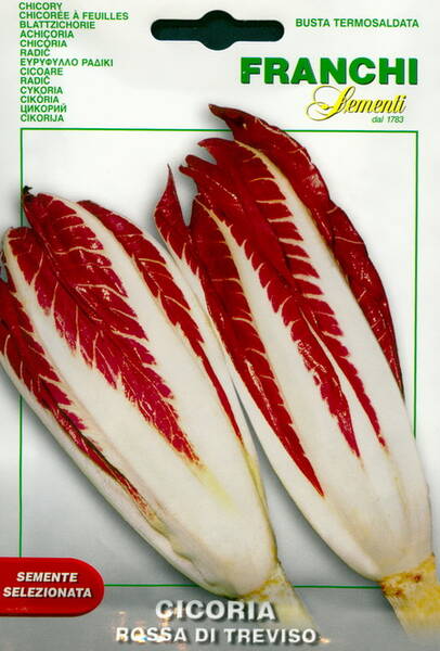 Chicory radicchio "Rossa di Treviso 3"