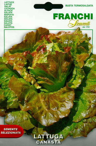 Lettuce "Canasta"