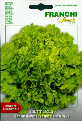 Iceberg lettuce "Grand Rapids"