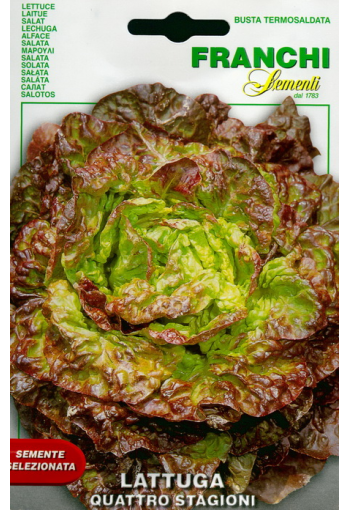 Lettuce- head "Quattro Stagioni"