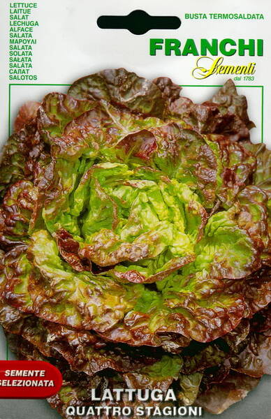 Lettuce- head "Quattro Stagioni"