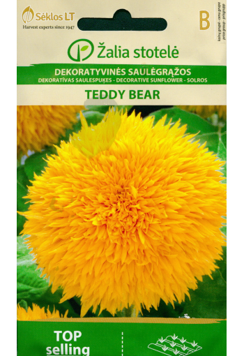 Päevalill dekoratiivne "Teddy Bear"