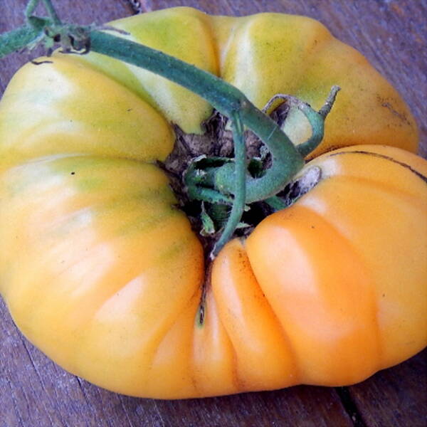 Tomato "German Gold"