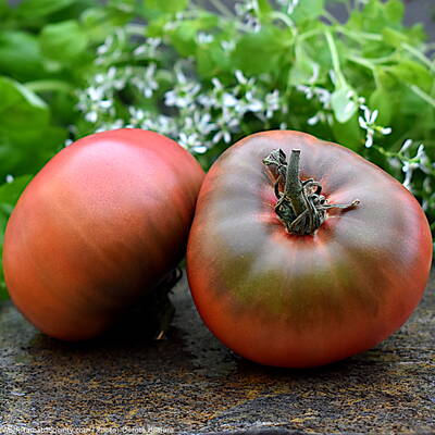 Tomato "Huge Black"