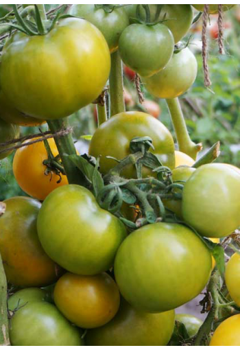 Tomato "Kangoroo Paw Green Dwarf"