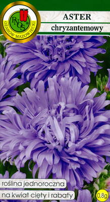 Krysantemum aster "Light-Blue"