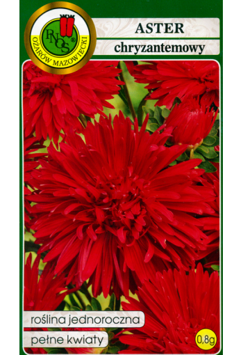 Krysantemum aster "Red"