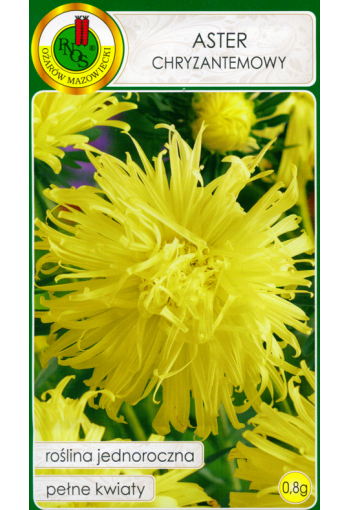 Krysantemum aster "Yellow"