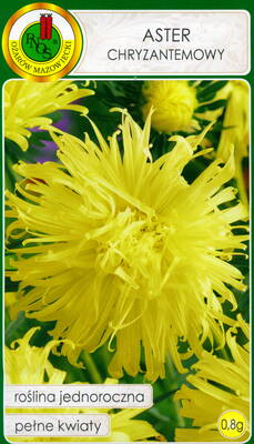 Chrysanthemum aster "Yellow"