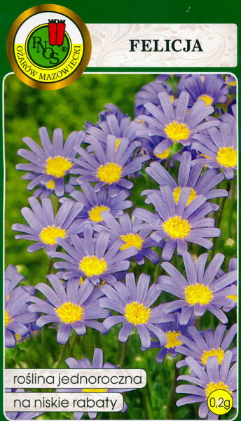 Kingfisher daisy "Blue Daisy"