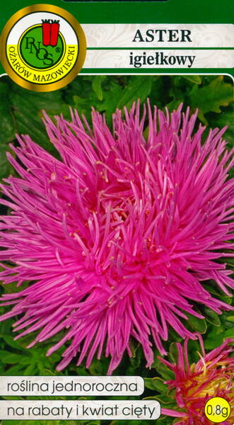 Aster "Pink" (needle)