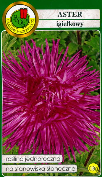 Aster "Purpuurne" (nõelaster)