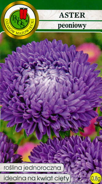 Aster "Paeony Blue"