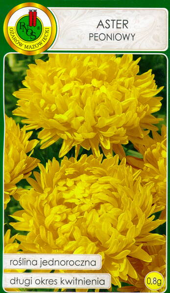 Aster "Golden Sun"