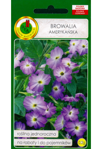 Amethyst Flower Browallia