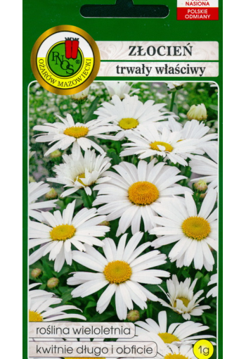 Daisy-chrysanthemum "White dance"
