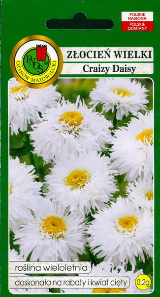 Oxeyedaisy "Crazy Daisy" (maudlinwort)