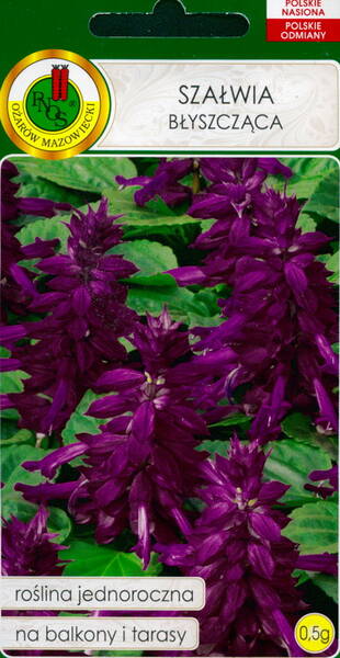 Praktsalvia "Violet"