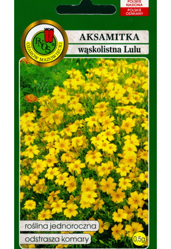 Signet Marigold "Lulu Citron" (slender-leaf marigold)