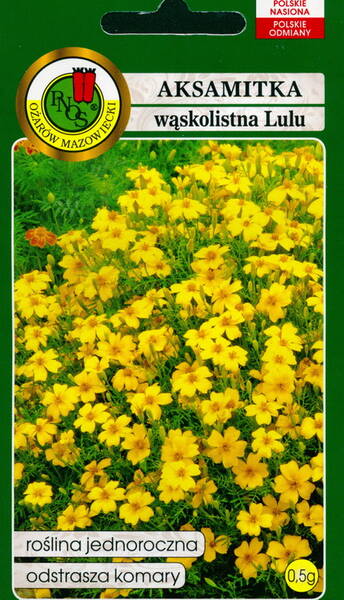 Citrontagetes "Lulu Citron" (doft-tagetes)