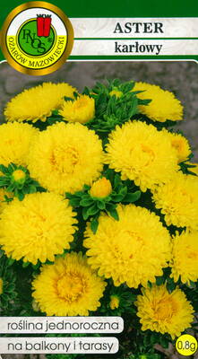 Aster madalkasvuline "Yellow Carpet"