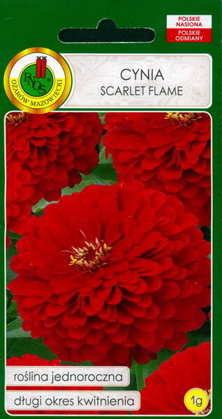 Zinnia dahliaflowered "Scarlet Flame"