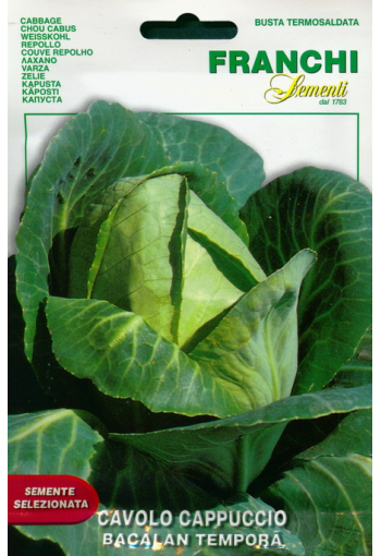 White conical cabbage "Bacalan Tempora" (Oxeheart Cabbage)