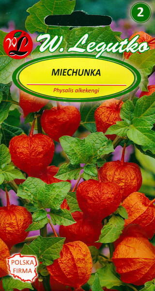 Chinese lantern plant