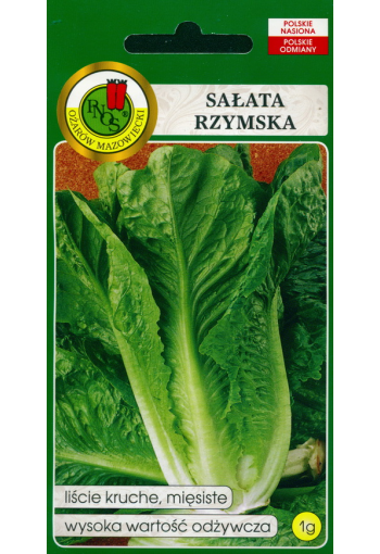 Cos lettuce (roman lettuce)