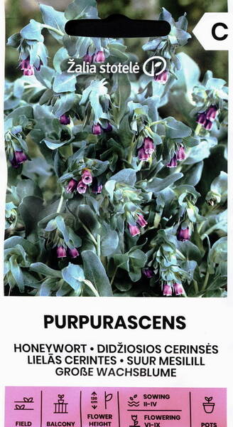 Mesilill suur "Purpurascens"