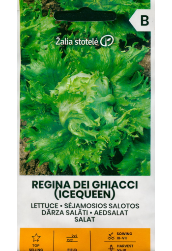 Салат ледяной "Regina dei Ghiacci"