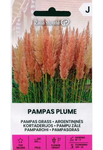 Pampas grass "Feather Pink"