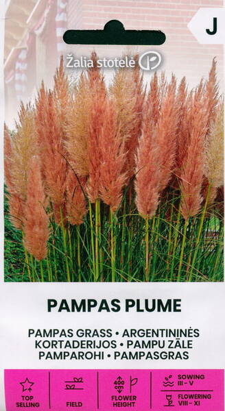 Pampas grass "Feather Pink"