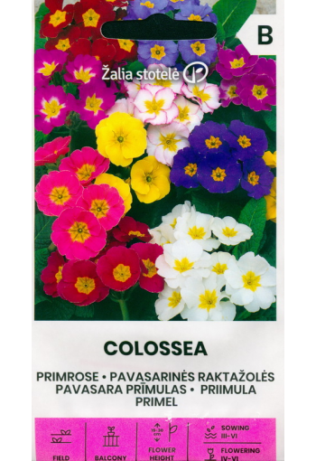 Etelänkevätesikko "Colossea" (mix)